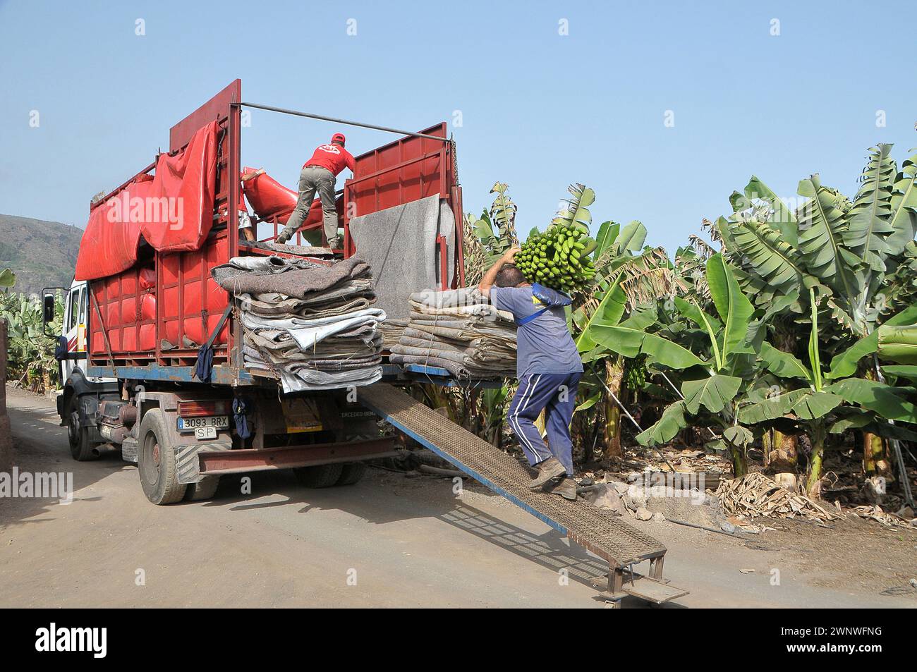 Caricare banane su un camion in una piantagione nelle Isole Canarie Foto Stock