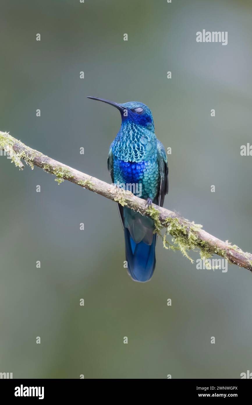 Sparkling Violetear colibrì arroccato in Colombia Sud America Foto Stock