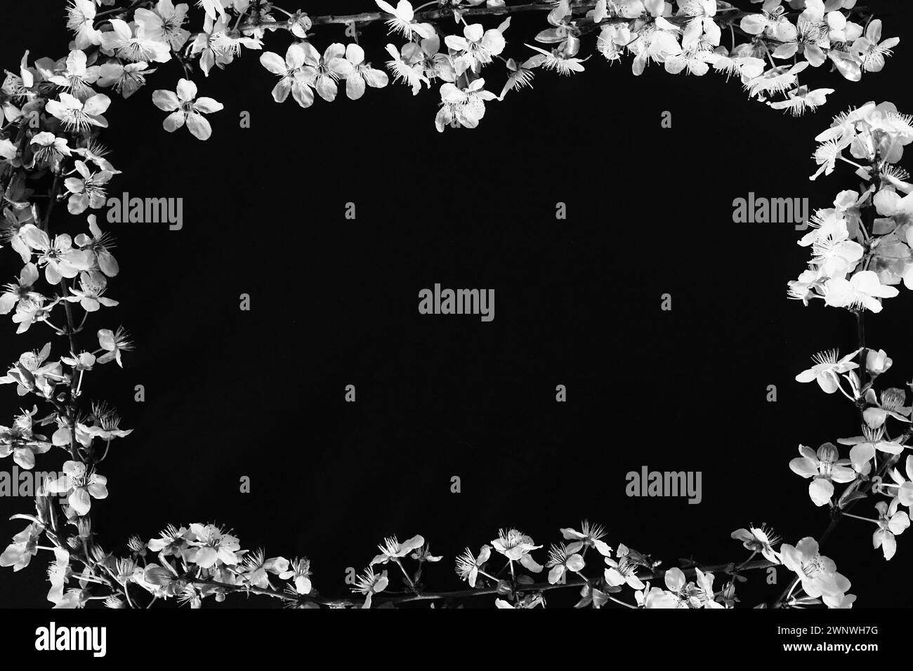 Cornice in fiori bianchi su sfondo nero. Composizione floreale vista dall'alto. Disposizione piatta. Sfondo a molla Concept sfondo decorato da Foto Stock