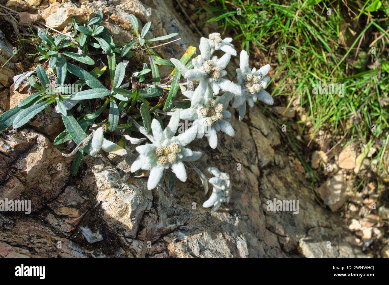 Stella alpina Wild Edelweiss (leontopodio), nelle Dolomiti, Italia Foto Stock