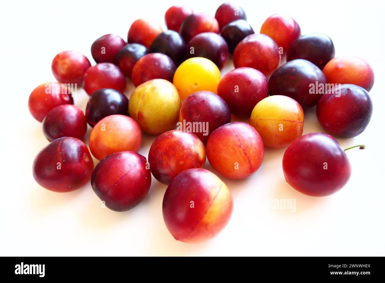 Prugna ciliegia su sfondo bianco. Un mix di prugne giallo-rosse appena rimosso da un albero. Deliziosi frutti di prugna freschi. Prugne alla ciliegia grandi e appetitose Foto Stock
