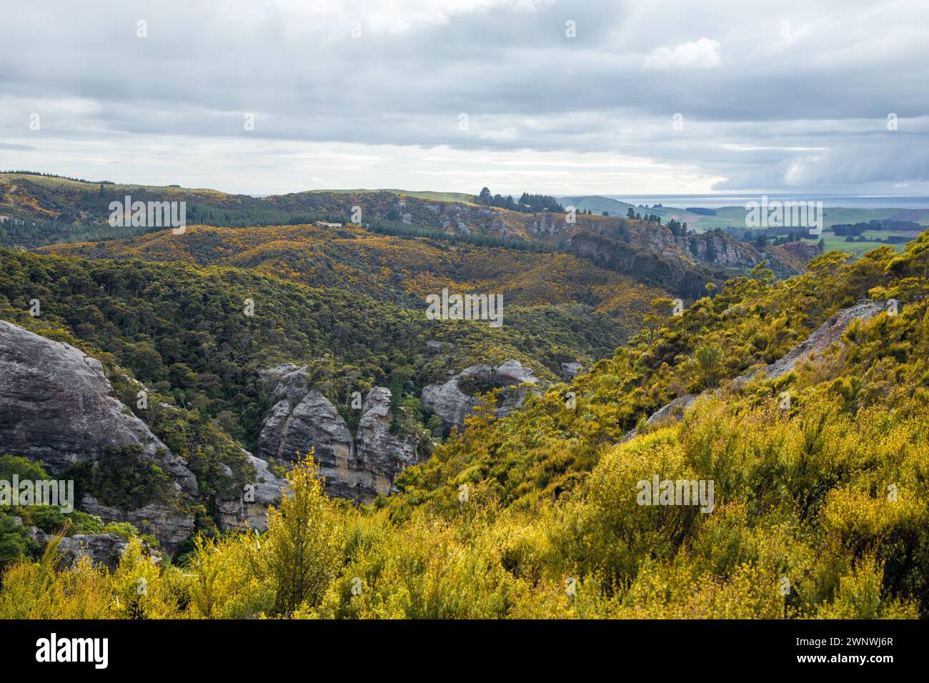 La bellezza gialla del gorse (Ulex europaeus)   qui sulla costa orientale aspra dell'Isola del Sud della nuova Zelanda   smentisce il suo status di specie invasiva. Foto Stock
