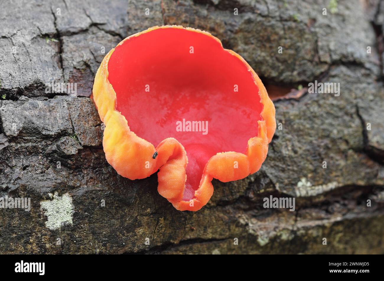 Funghi Scarlet Elf Cup (Sarcoscypha austriaca), Teesdale, County Durham, Regno Unito Foto Stock