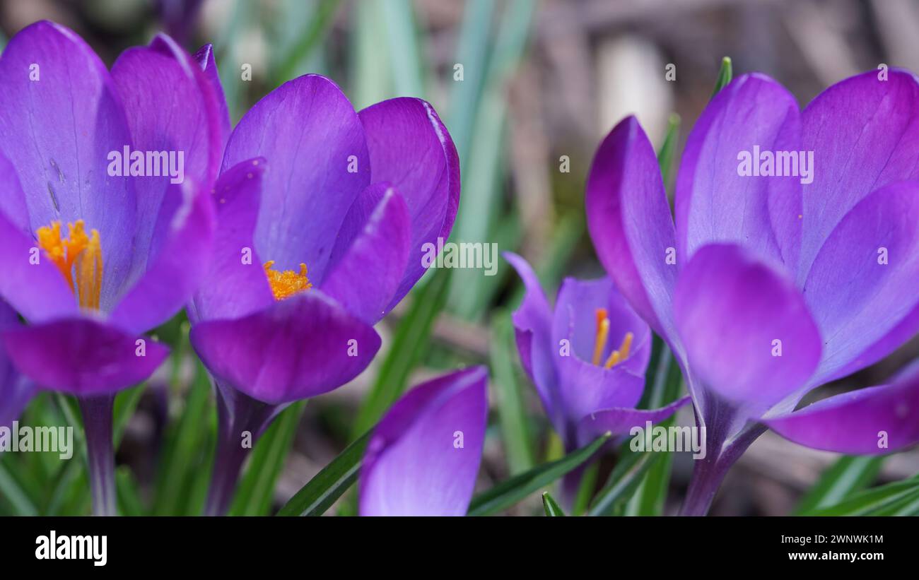 La primavera viola si incrocia a marzo. Foto Stock