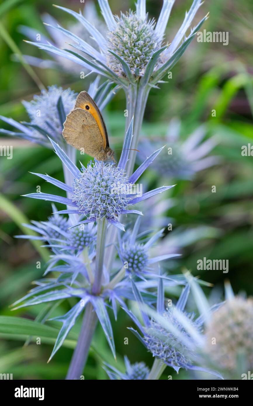 Marrone prato, Maniola jurtina, Eryngium bourgatii, foglie venate in argento, teste di fiori coniche, bract spinosi, blu-argento Foto Stock