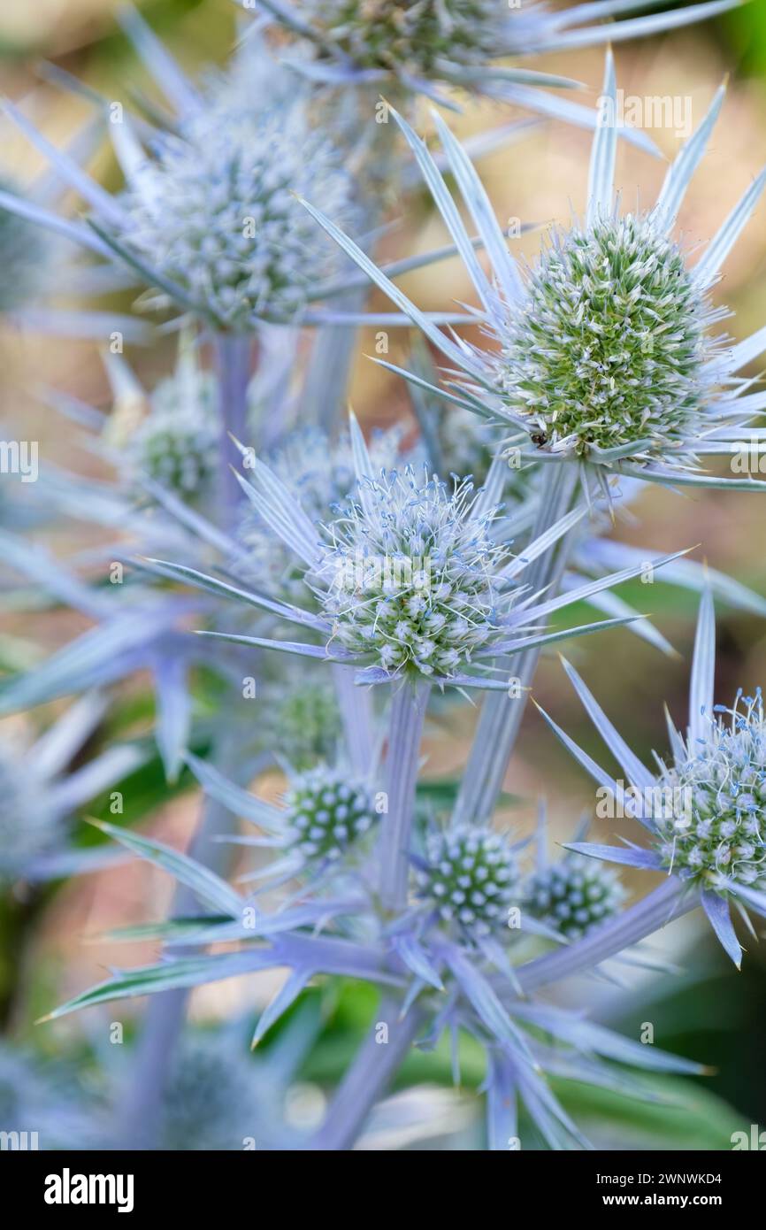 Eryngium bourgatii, agrifoglio del Mar Mediterraneo, foglie venate in argento, teste di fiori simili a cono, bract azzurre argentate Foto Stock