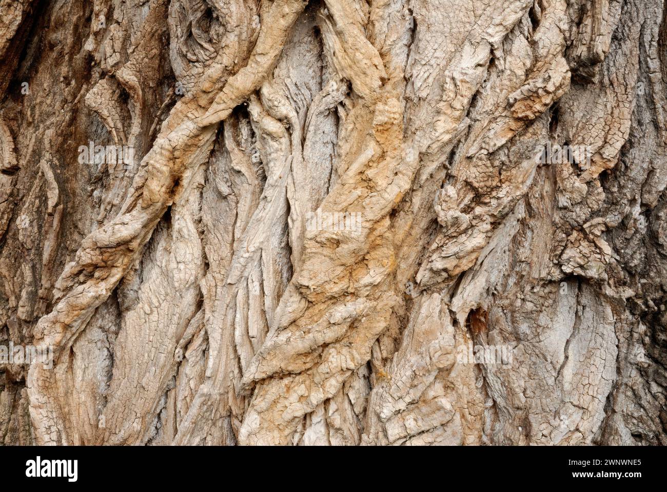 Struttura del legno, corteccia di pioppo, primo piano. Vecchio grande pioppo, tronco di Populus. Sfondo naturale. Trencin, Slovacchia Foto Stock