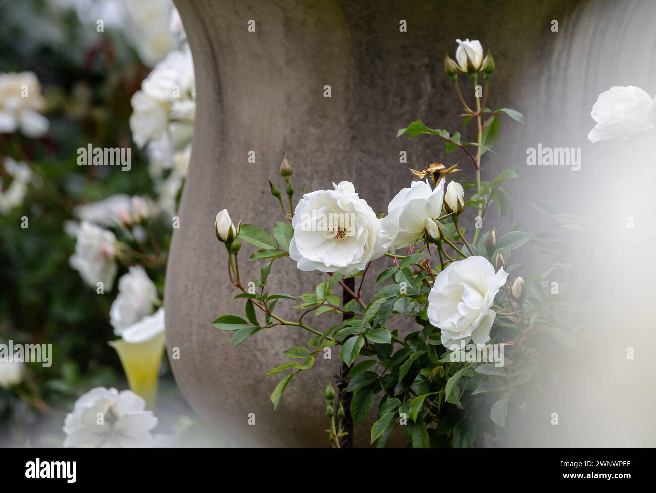 Fiori bianchi rose di Iceberg carta da parati cespuglio, splendidi fiori di Bush, giardino botanico in crescita, parco all'aperto. bocciolo di fiori delicato e tenero su bac grigio Foto Stock