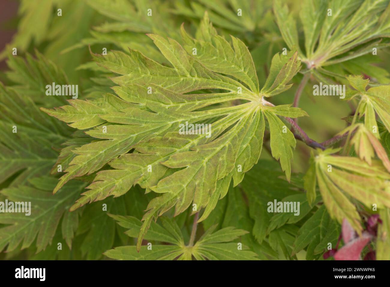 Foglie di colore verde e rosso profondamente divise di un acero giapponese ornamentale (Acer palmatum) un contenitore coltivato giardino ornamentale, Berkshire, giugno Foto Stock