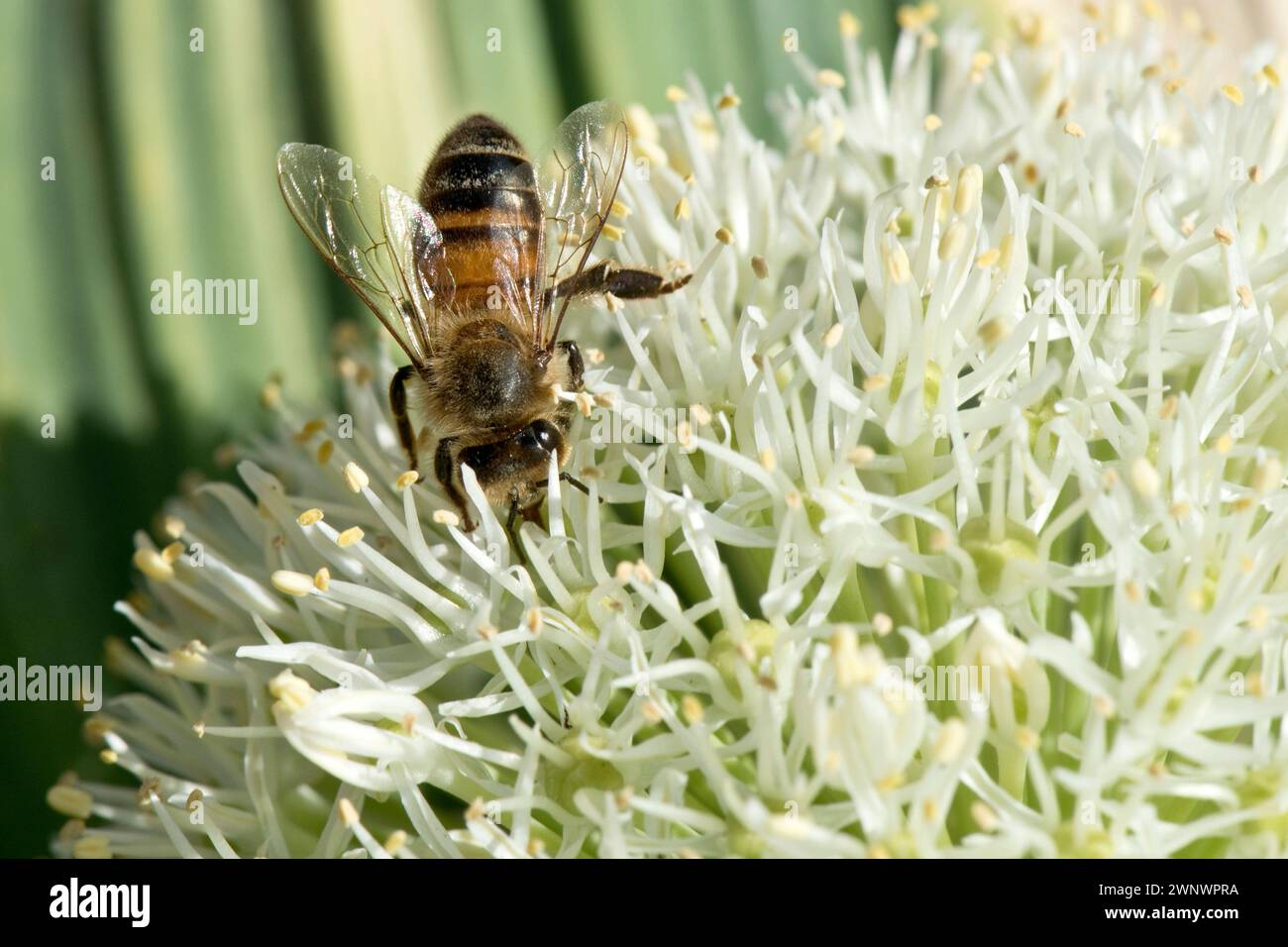 Un'ape operaia di api mellifera (Apis mellifera) che foraggia in un fiore di cipolla turca bianca (Allium karataviense), Berkshire, giugno Foto Stock
