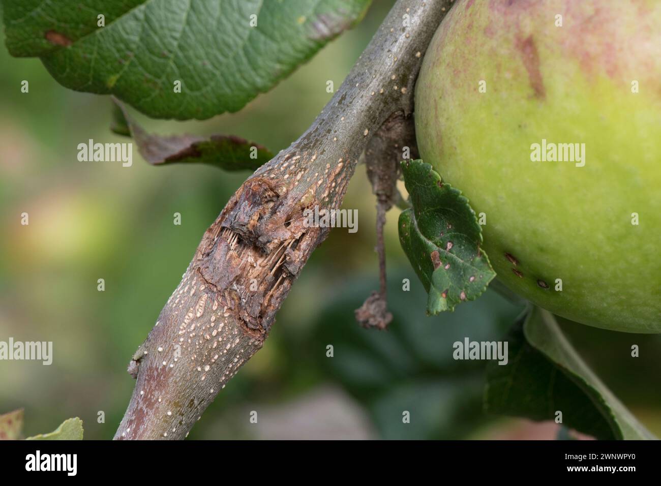Lesione di mele (Neonectria ditissima) su una mela (Malus domestica) causando gravi danni e morte alla parte inferiore del ramo, Berkshire, A. Foto Stock