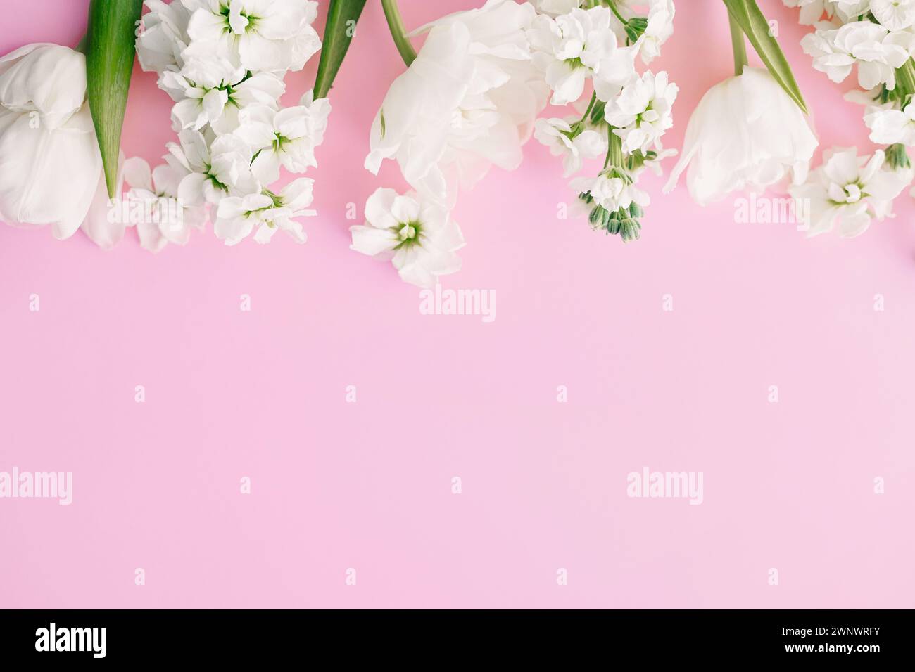 Felice giorno della mamma e giorno delle donne. Eleganti fiori bianchi su sfondo rosa, spazio per il testo. Bellissimi tulipani teneri e fiori primaverili Foto Stock
