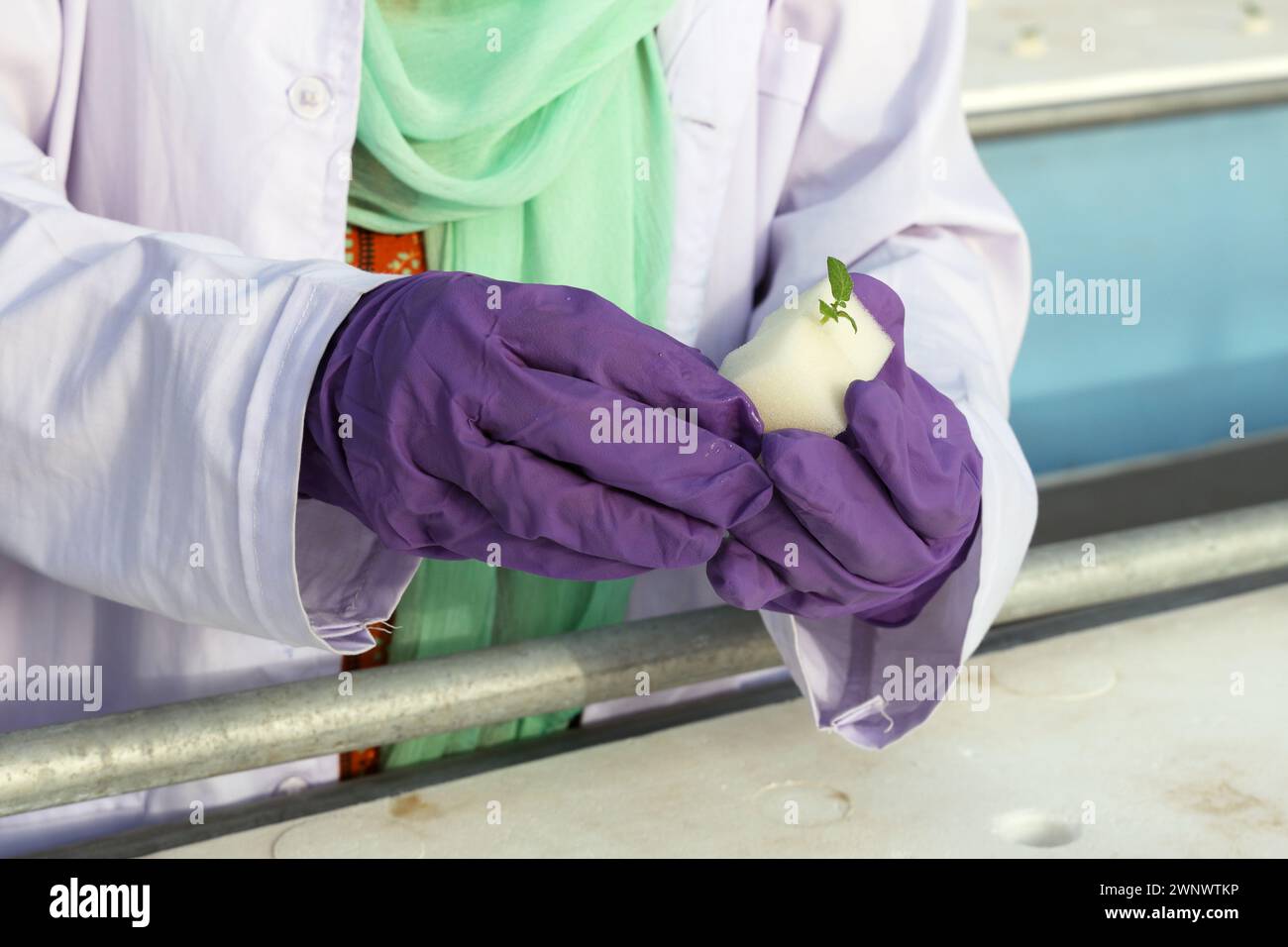 Tecnica di coltivazione delle piante di patata con sistema aeroponico in serra. Foto Stock