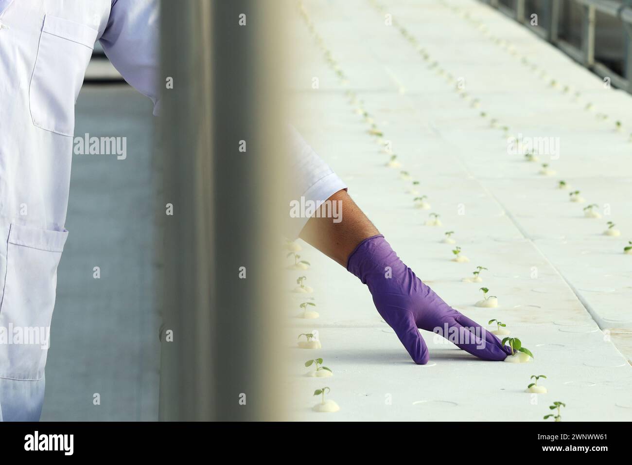 Tecnica di coltivazione delle piante di patata con sistema aeroponico in serra. Foto Stock