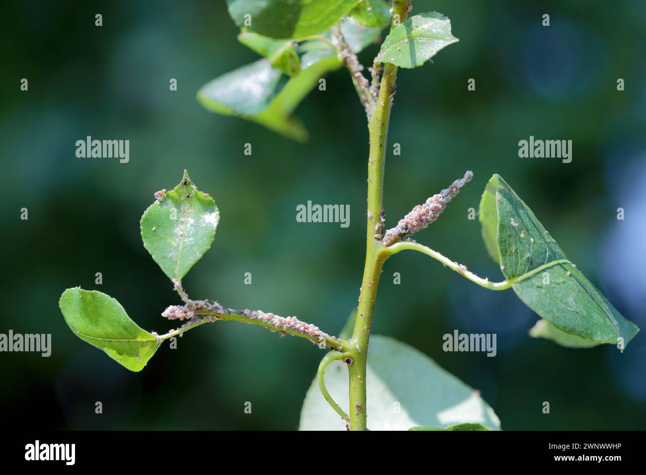 Aphide di pere (Melanaphis pyraria) e psiche di pere, sucker di pere europeo (Cacopsylla pyri). Una colonia di insetti senza ali su foglie di pera e germogli. Foto Stock