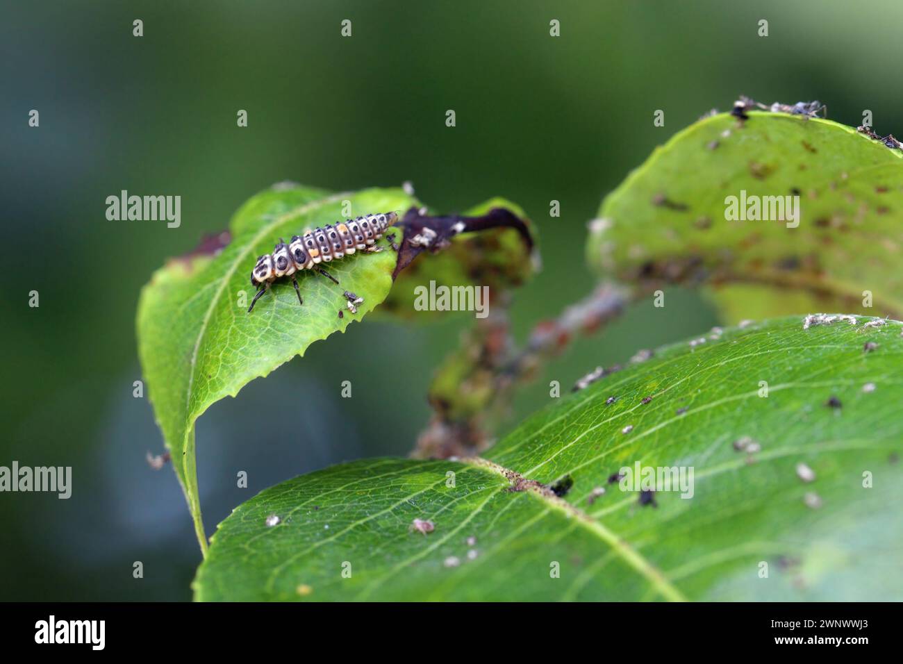 Aphide di pere (Melanaphis pyraria) e larva di coccinello che li caccia. Una colonia di insetti senza ali su foglie di pera e germogli. Foto Stock