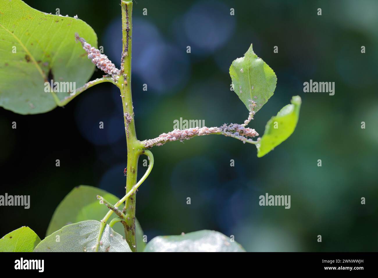 Aphide di pere (Melanaphis pyraria) e psiche di pere, sucker di pere europeo (Cacopsylla pyri). Una colonia di insetti senza ali su foglie di pera e germogli. Foto Stock