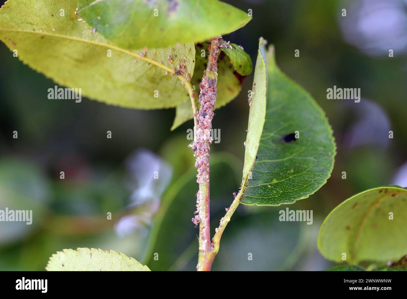 Aphide di pere (Melanaphis pyraria). Una colonia di insetti senza ali su foglie di pera e germogli. Foto Stock