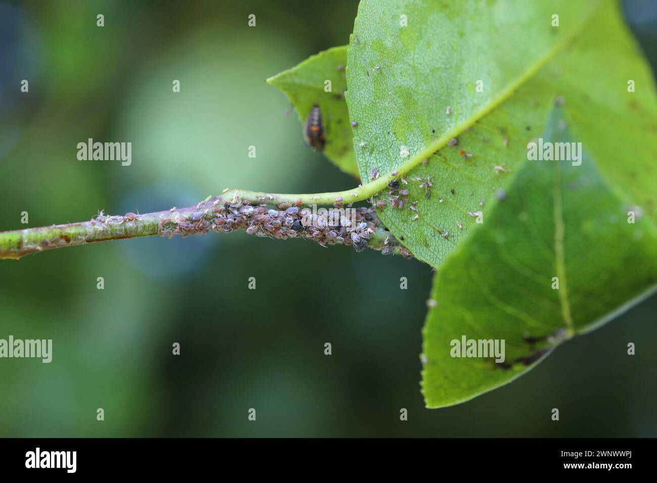 Aphide di pere (Melanaphis pyraria) e larva di coccinello che li caccia. Una colonia di insetti senza ali su foglie di pera e germogli. Foto Stock