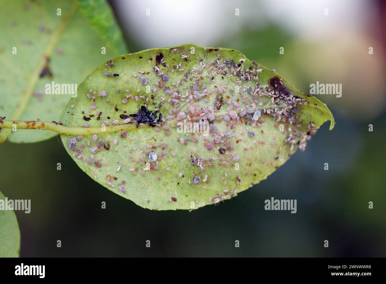 Aphide di pere (Melanaphis pyraria), psiche di pere, sucker di pere europeo (Cacopsylla pyri) e vespa parassitoide. Una colonia di insetti senza ali sulla pera Foto Stock
