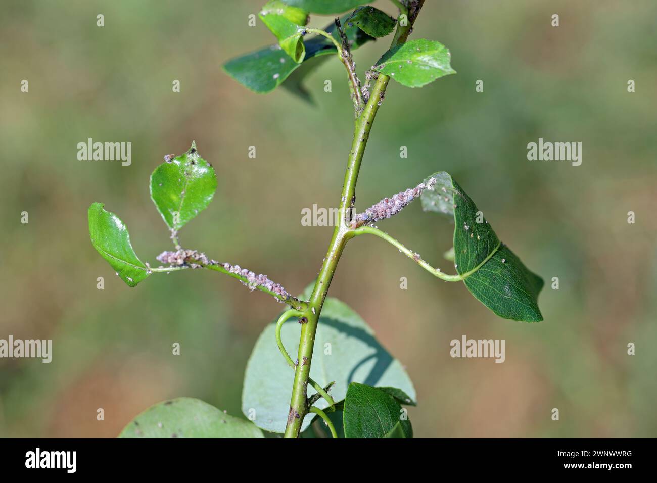 Aphide di pere (Melanaphis pyraria). Una colonia di insetti senza ali e alati su foglie di pera e germogli. Foto Stock