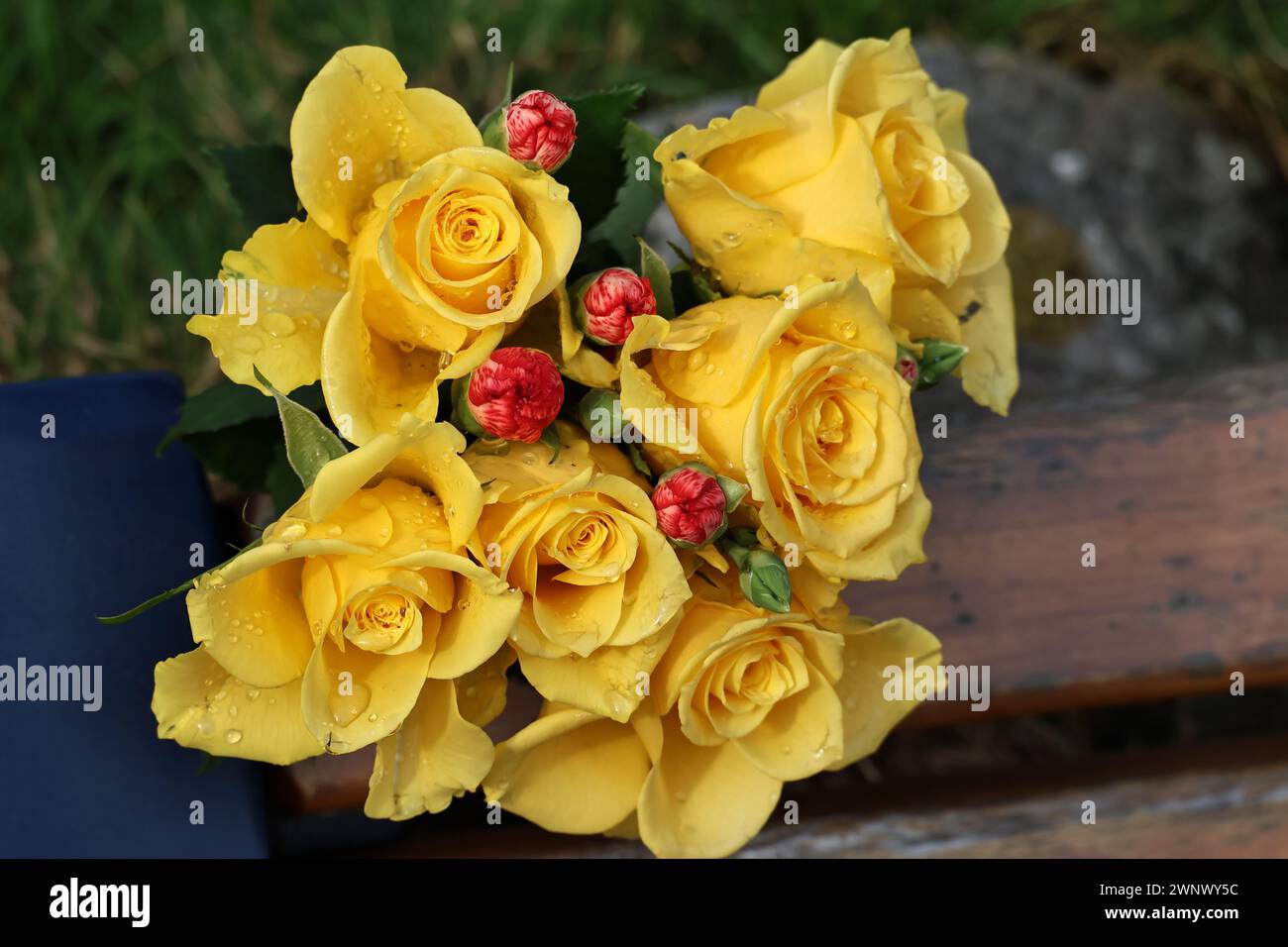 Rose gialle Foto Stock