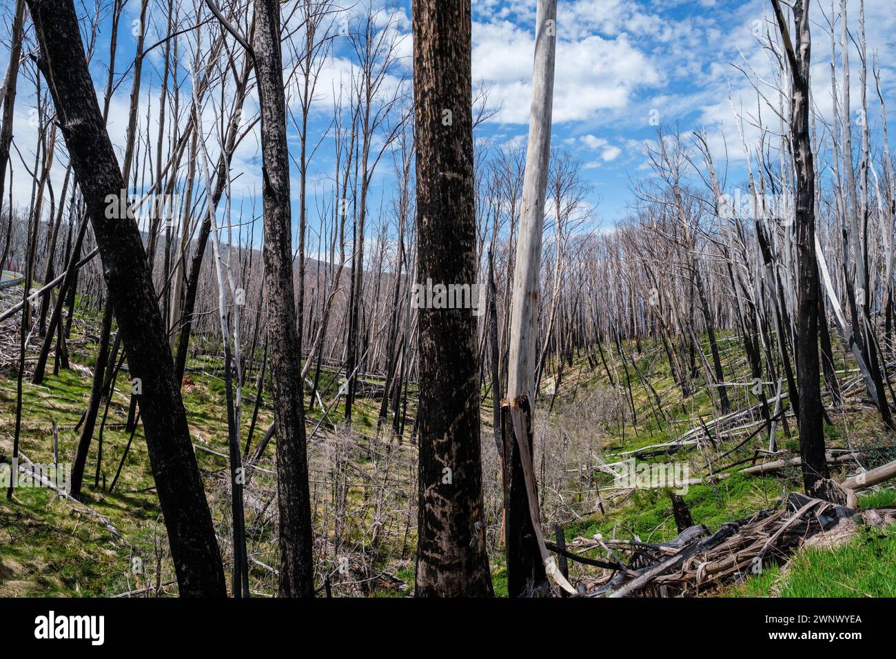Alberi bruciati in un incendio nel Bush, Dead Horse Gap, New South Wales, Australia Foto Stock