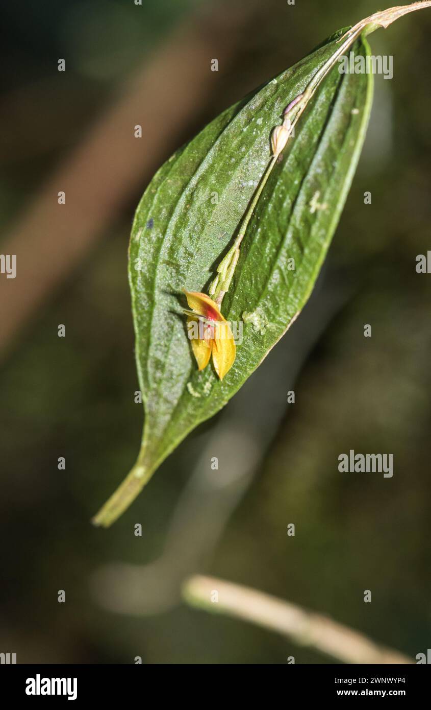 Una piccola orchidea endemica Lepanthes montezumae, che prende il nome dal luogo in cui è stata trovata, Montezuma Lodge, Colombia. Notare che il fiore esce dalla foglia Foto Stock