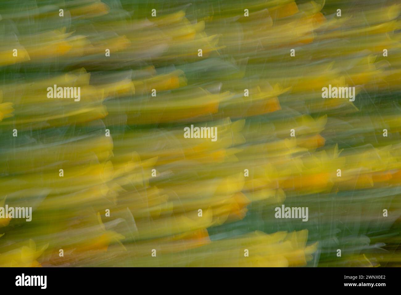 Giallo traccia l'immagine viene creata con ICM (movimento intenzionale della telecamera) dai fiori di forsythia Foto Stock