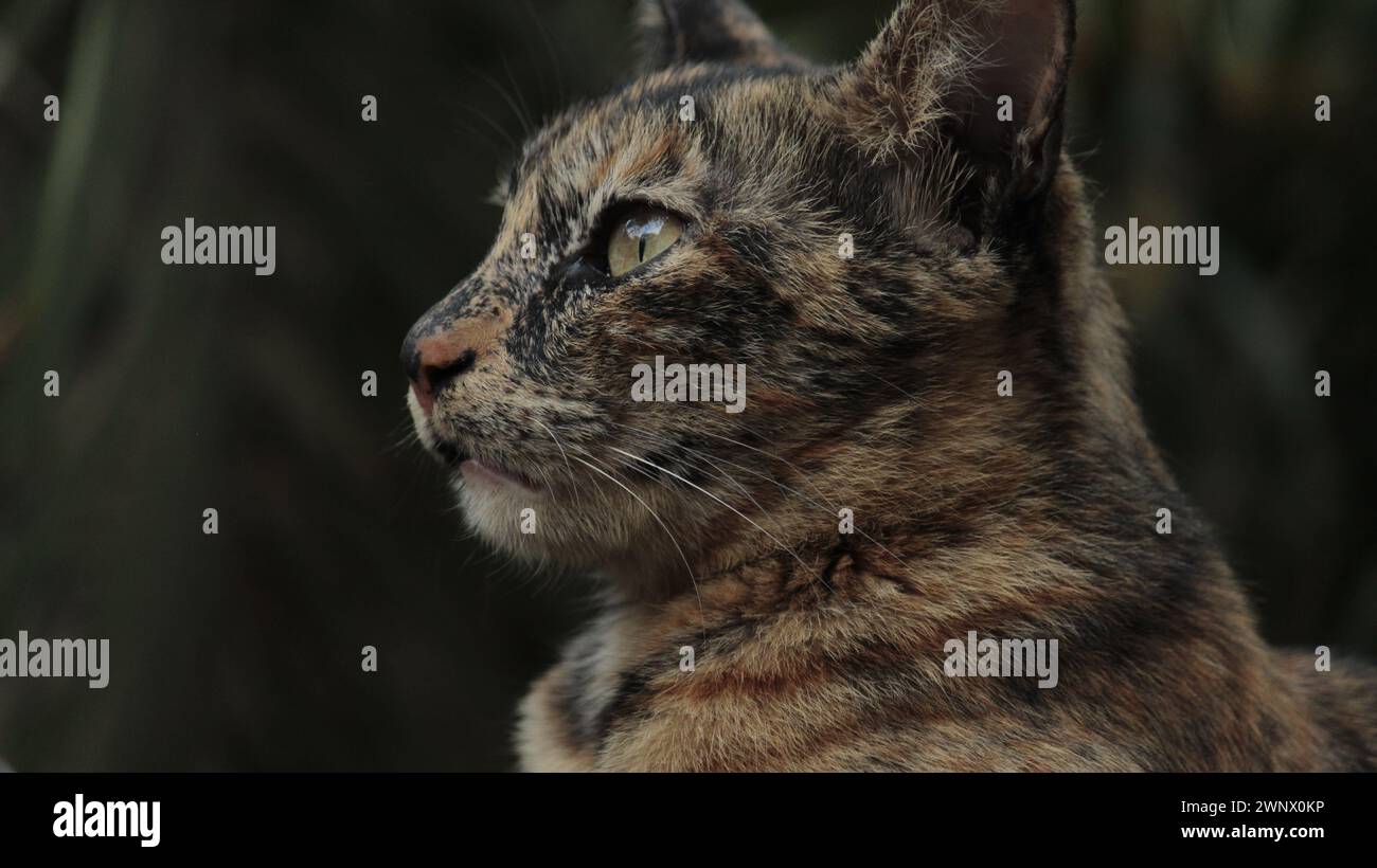Si chiama Keo . È una gatta di casa Foto Stock