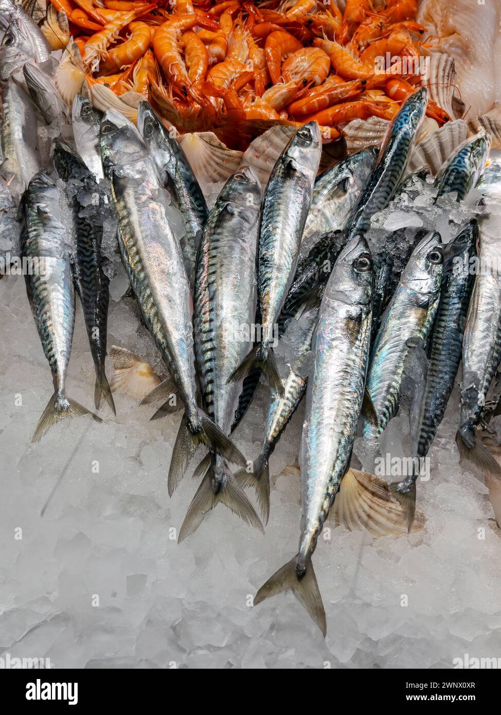 Sgombro fresco esposto su ghiaccio tritato con gamberi sullo sfondo sul bancone del pescivendolo Foto Stock