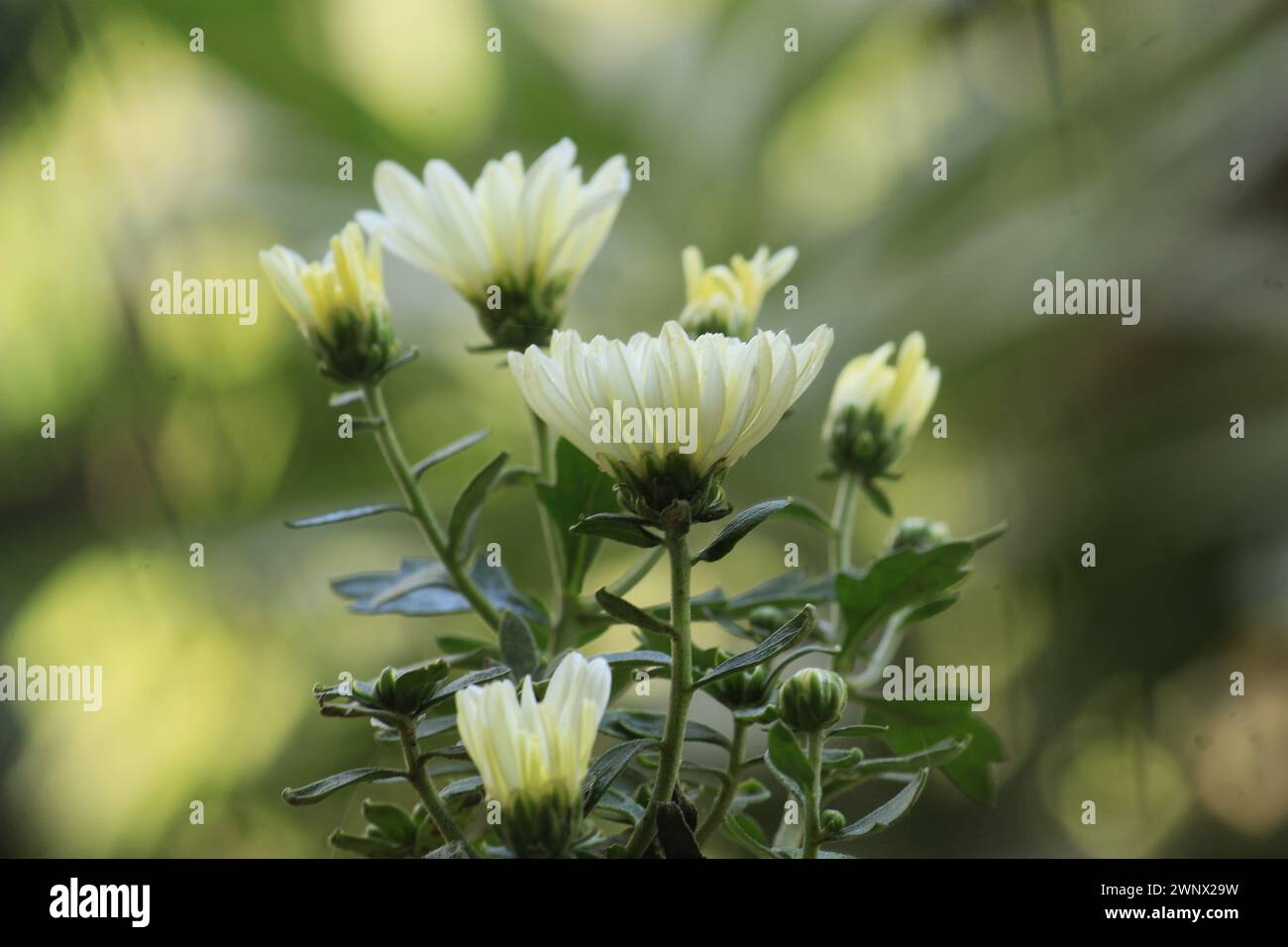 Questa è una foto di fiori bianchi in Home Garden Foto Stock