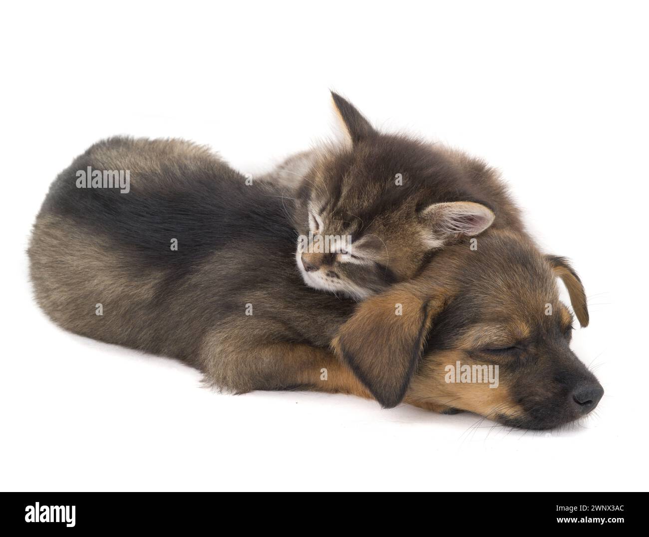 cucciolo e cucciolo isolati su uno sfondo bianco Foto Stock
