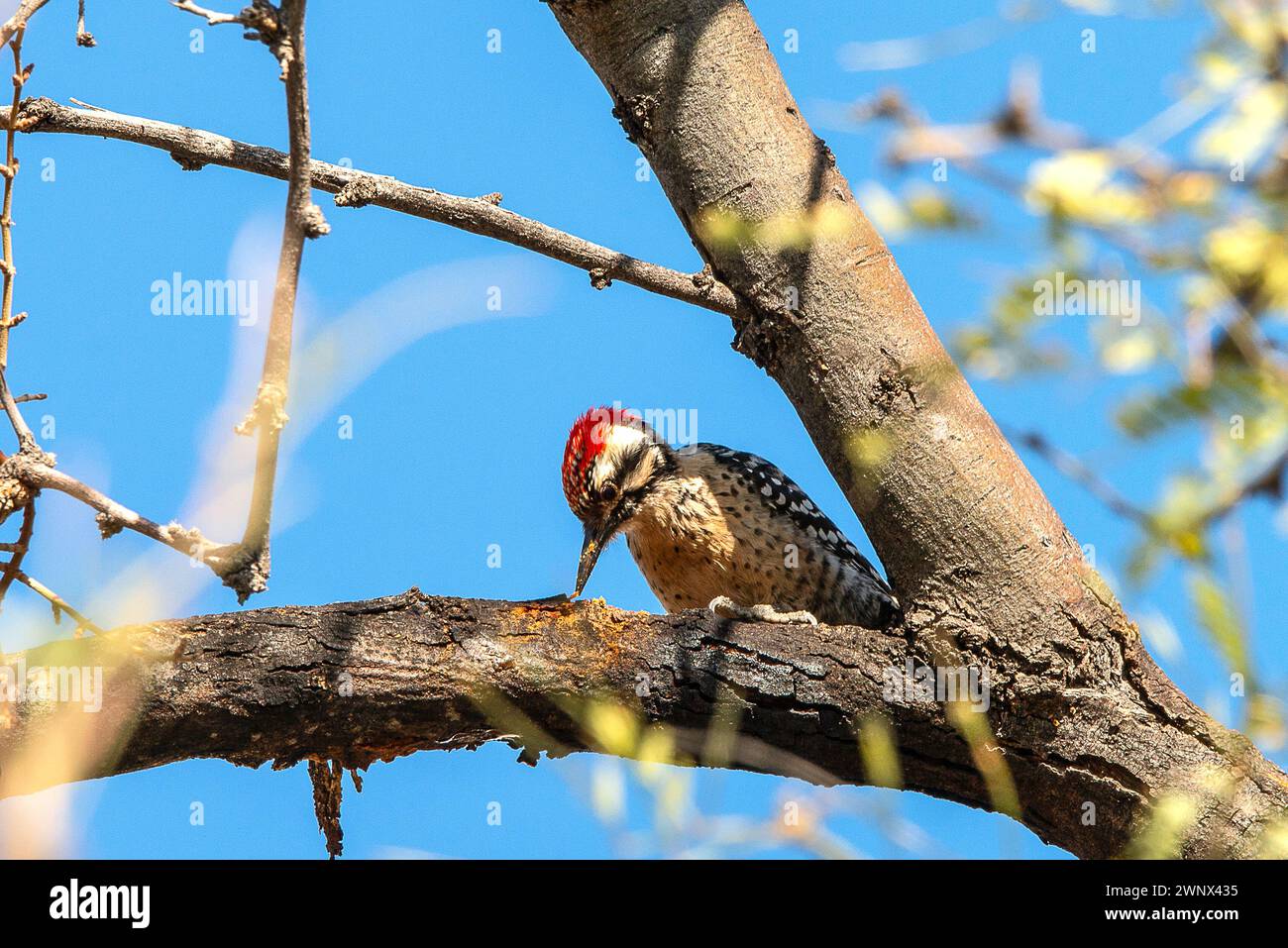 Gila Woodpecker in un albero Foto Stock