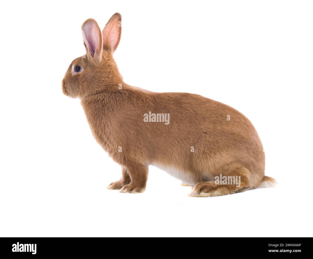 brown rabbit isolato su sfondo bianco (sei mesi) girato in studio Foto Stock