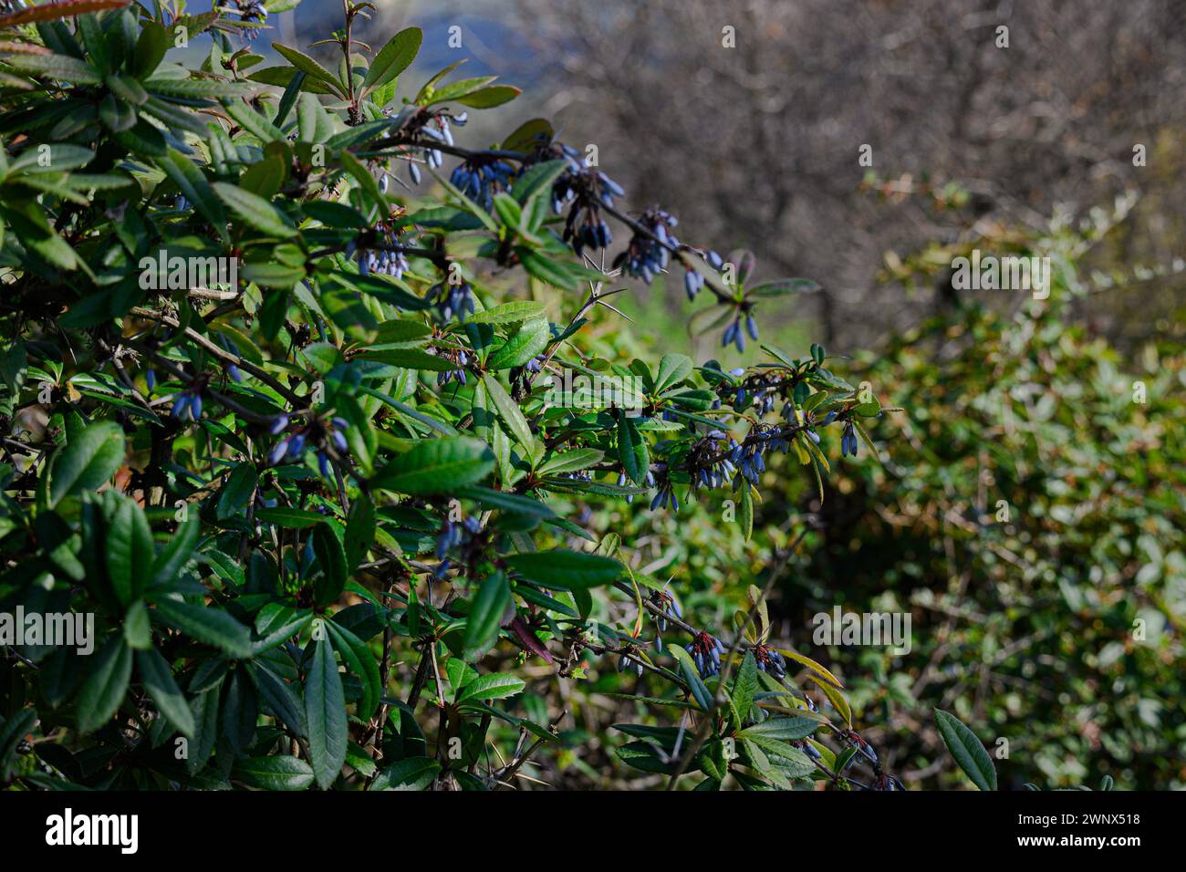 Berberis julianae Foto Stock