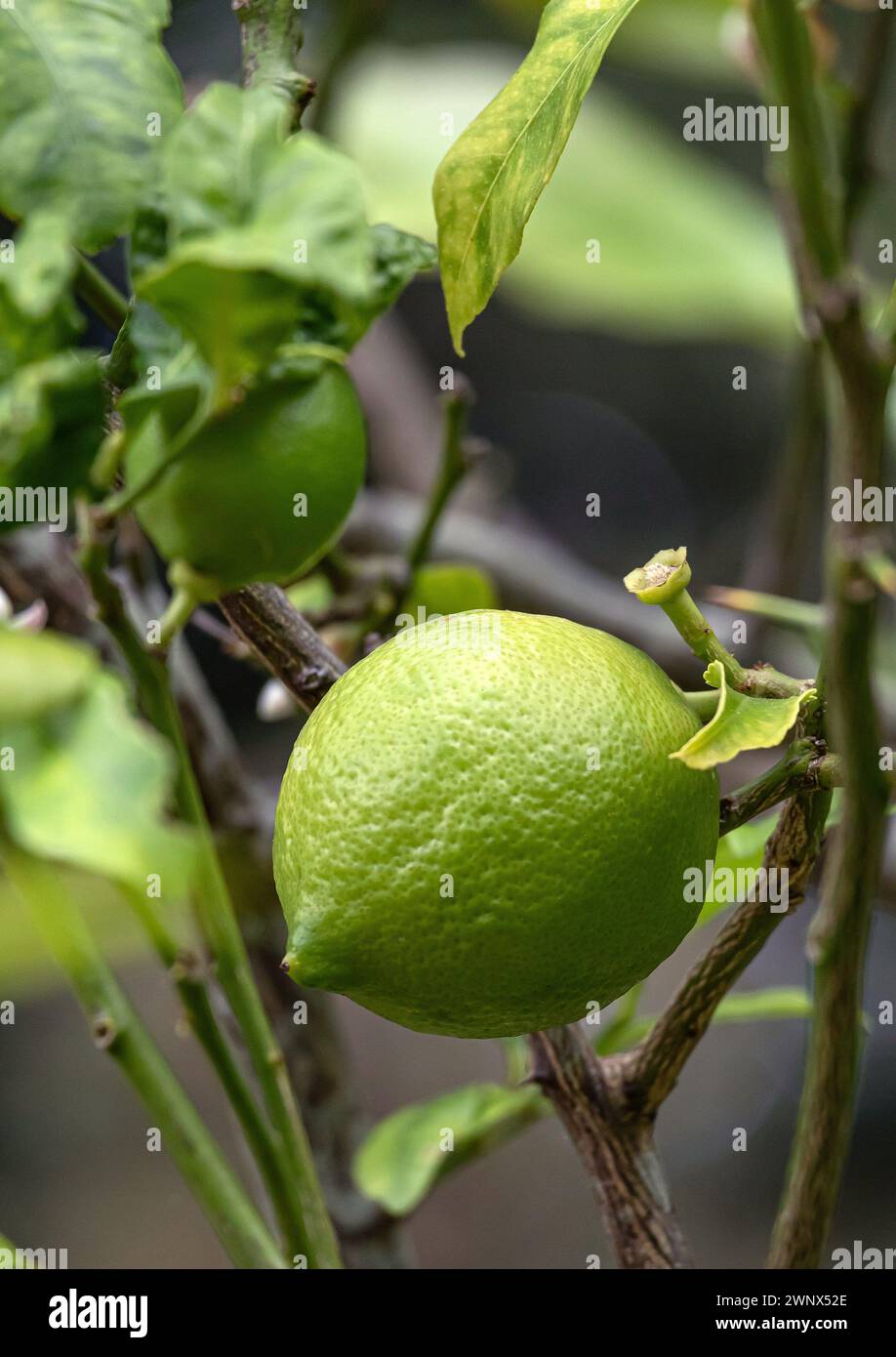 Tiglio, frutto di una pianta di agrumi da vicino. Agrumi aurantiifolia, limone verde tiglio che si consegna su un ramo di cespuglio. tempo di raccolta. Pianta da giardino del Sudafrica Foto Stock