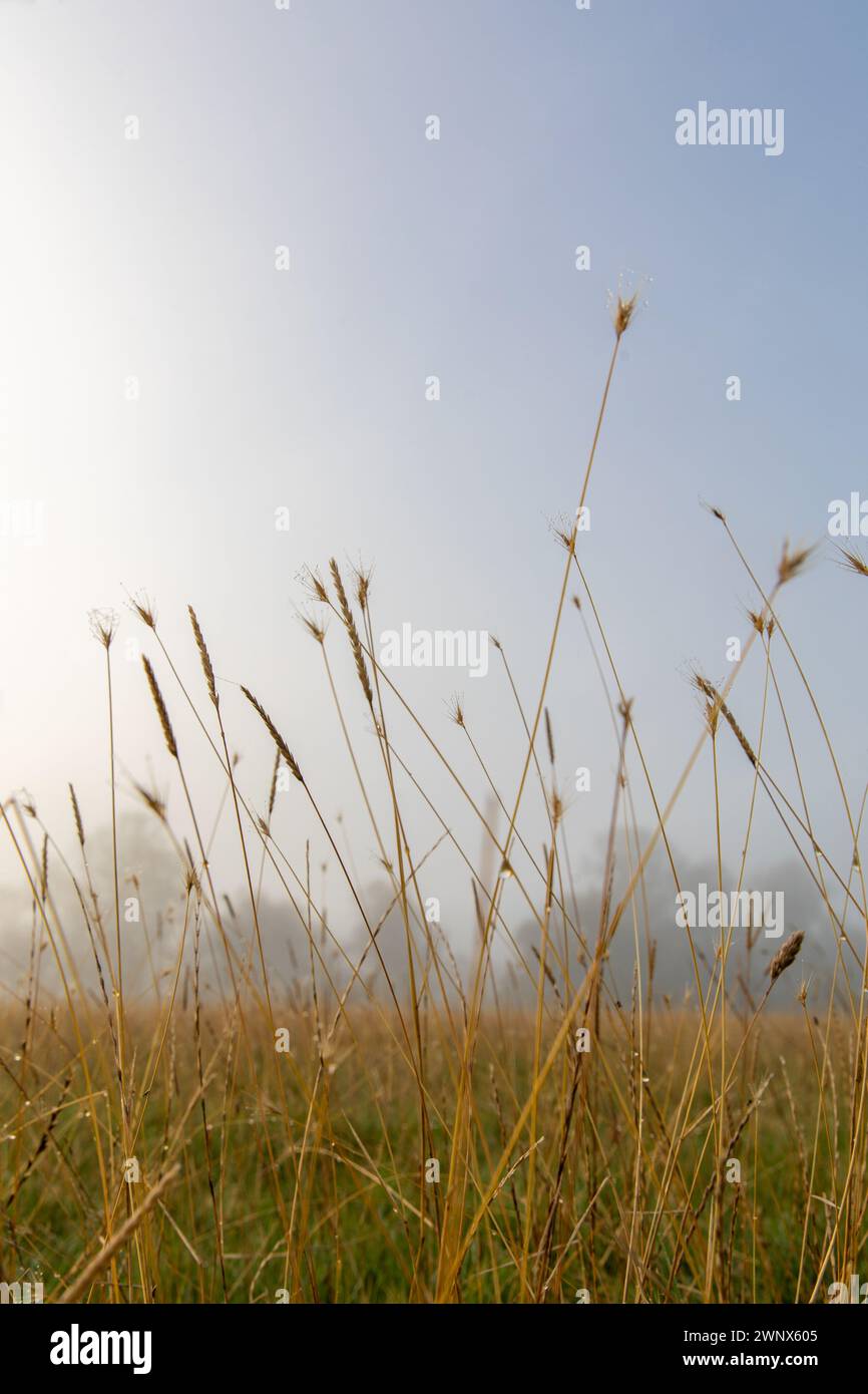 Prato di fine estate con Meadow Barley Hordeum brachyantherum dal basso Foto Stock