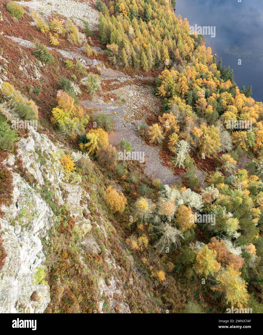 Pini dall'alto sul bordo di un llyn Foto Stock