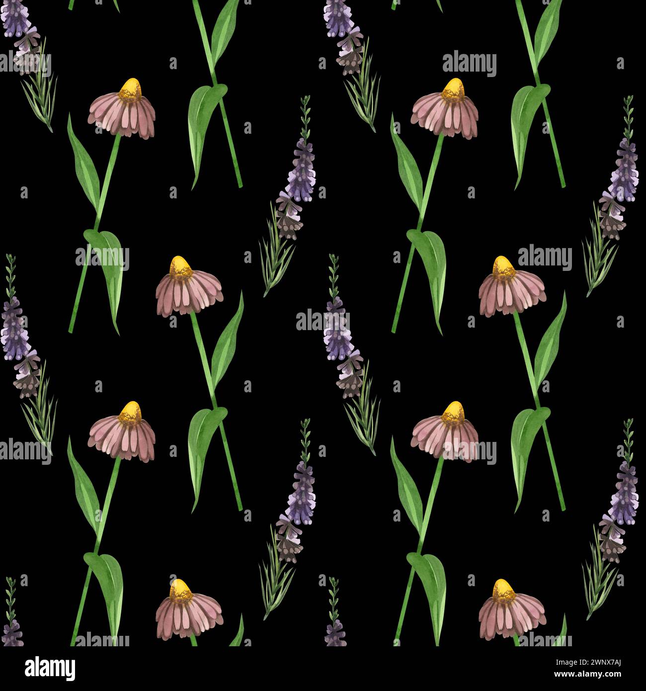 Motivo acquerello. Prato e fiori echinacea, pianta di erica disegnata a mano in acquerello su sfondo nero. Adatto per la stampa Foto Stock