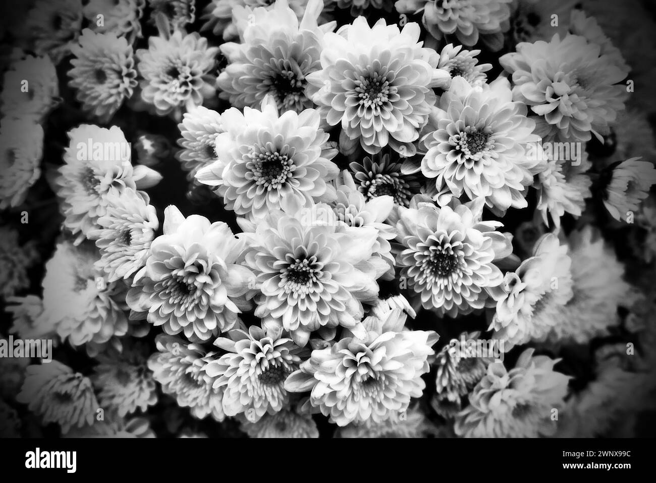 Crisantemi in un bouquet. Fotografia monocromatica in bianco e nero. Vignettatura scura. Cartolina o cartolina. Congratulazioni o espressioni di rammarico Foto Stock