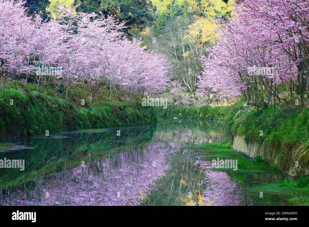 Scenario di alberi di ciliegio fioriti con fiume e riflessi, vista dei fiori di ciliegio rosa che fioriscono accanto al fiume Foto Stock