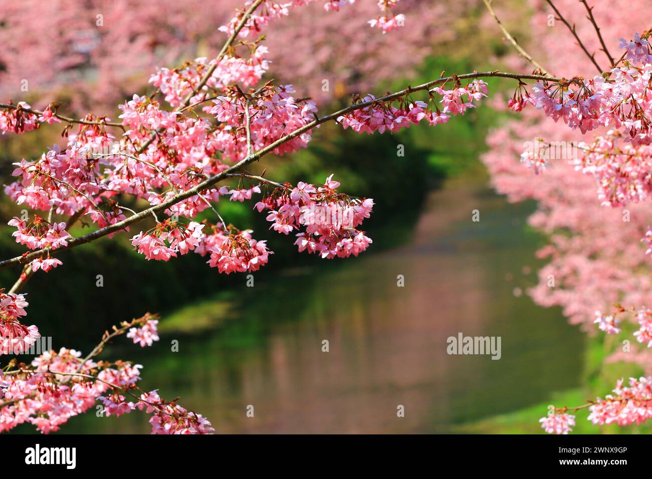 Scenario di alberi di ciliegio in fiore con fiume, vista dei fiori di ciliegio rosa che fioriscono accanto al fiume Foto Stock