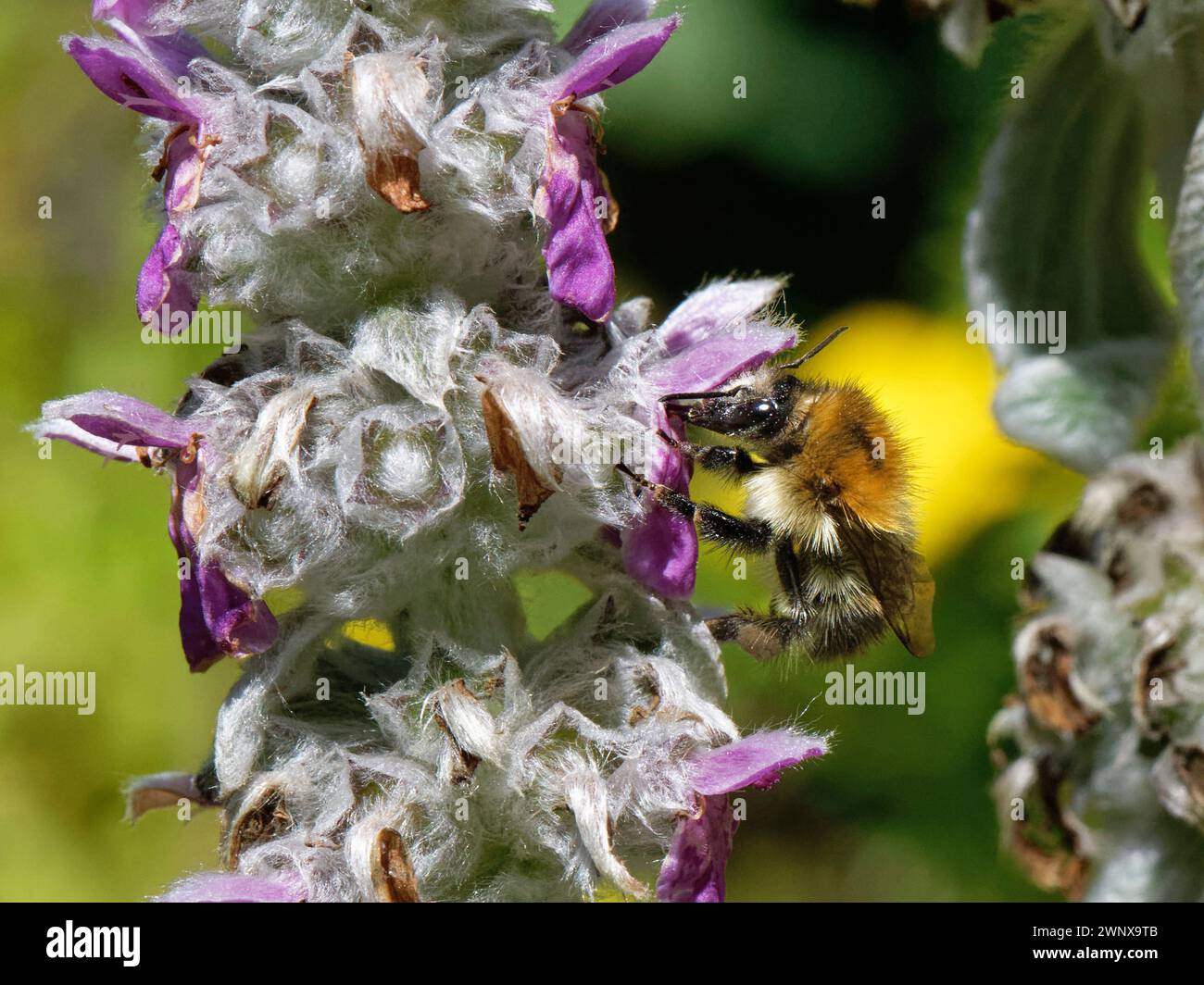 Carder bee (Bombus pascuorum) nctaring from a Lamb's ear (Stachys byzantina) fiore in un giardino fiorito, Wiltshire, Regno Unito, luglio. Foto Stock