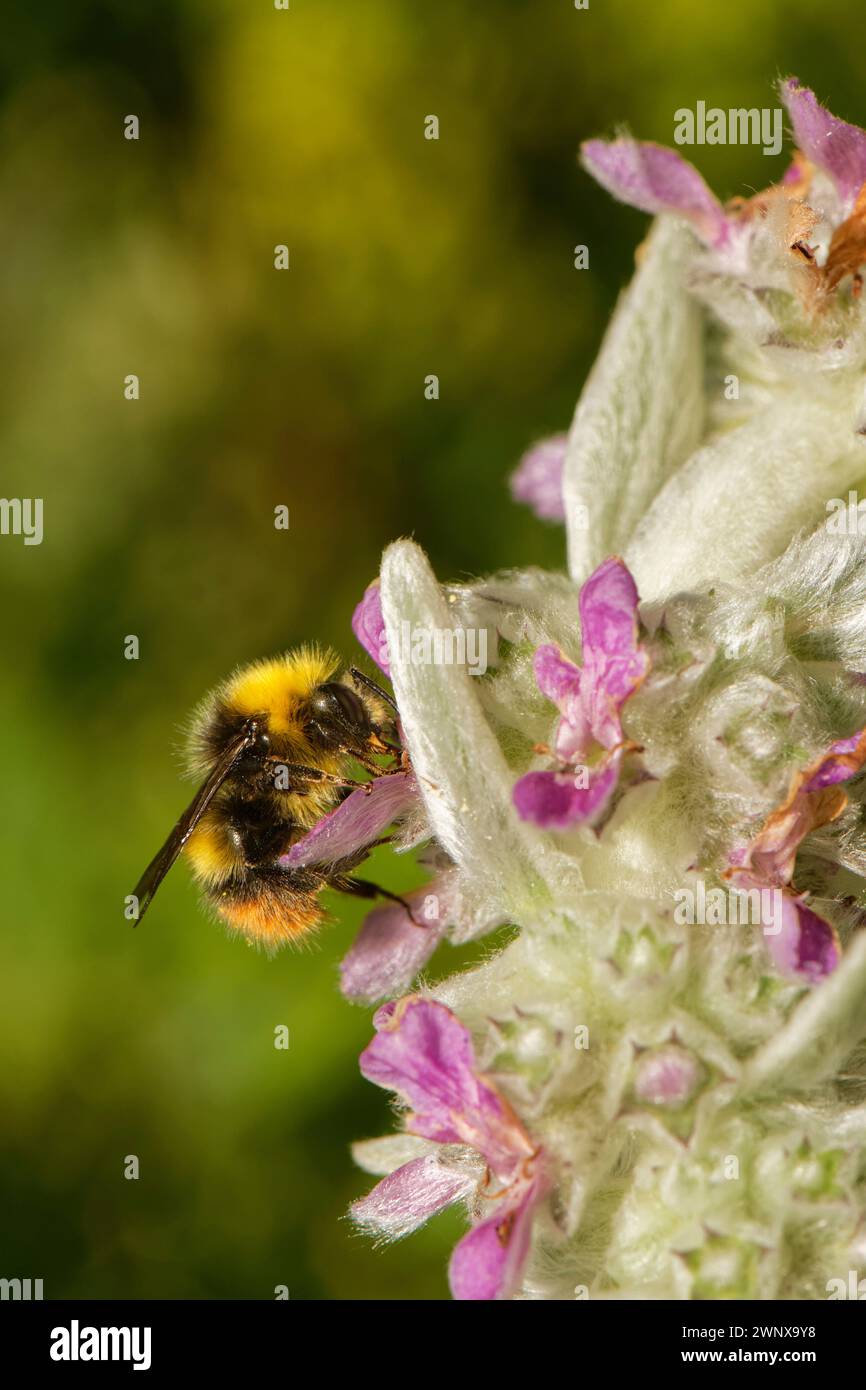 bumblebee precoce (Bombus pratorum) che nidifica sull’orecchio di Agnello (Stachys byzantina) fiori in un’aiuola da giardino, Wiltshire, Regno Unito, giugno. Foto Stock