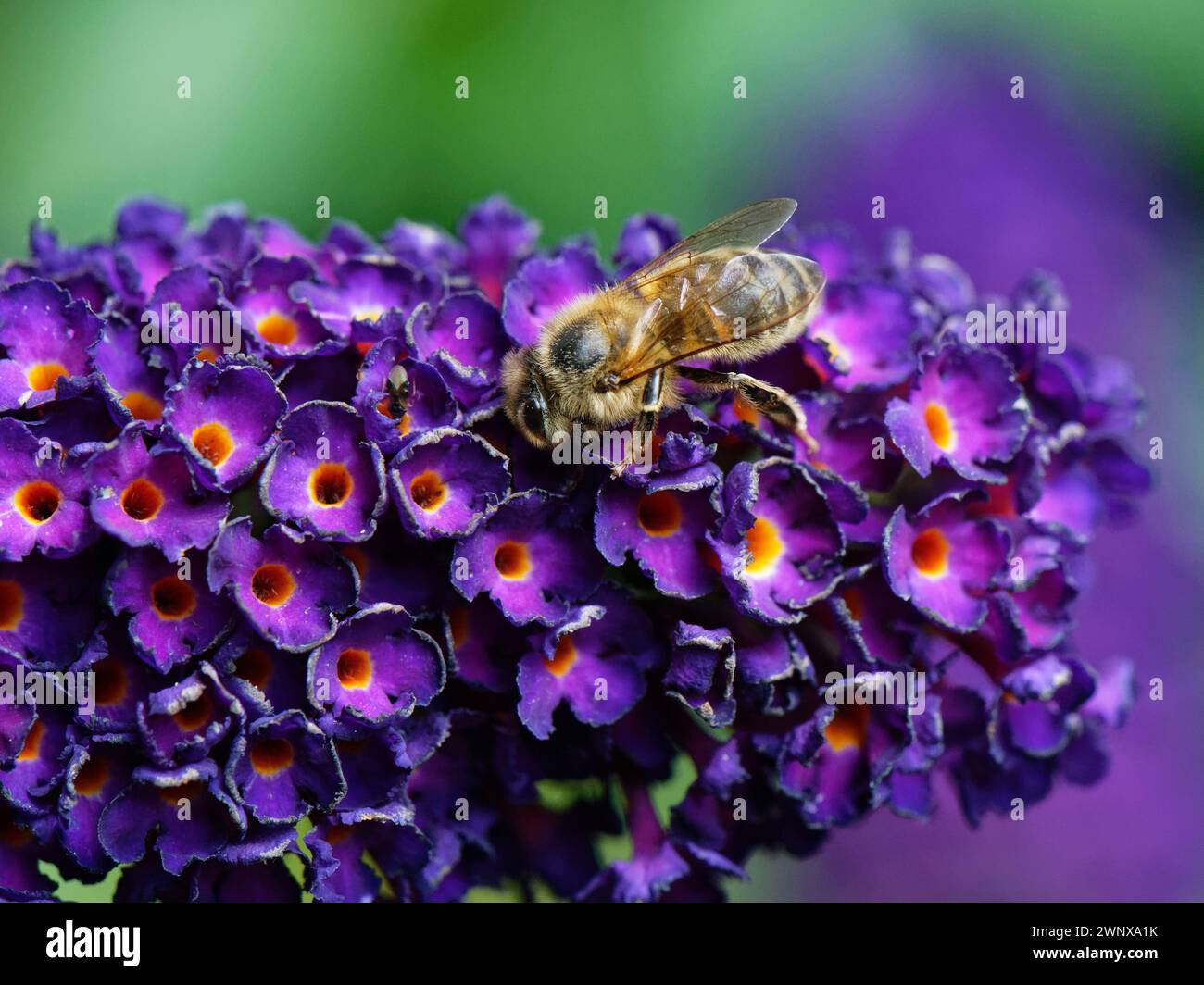 Api mellifera (Apis mellifera) che nidificano su una testa di fiori Buddeleia (Buddleya davidii) in un giardino, Wiltshire, Regno Unito, agosto. Foto Stock