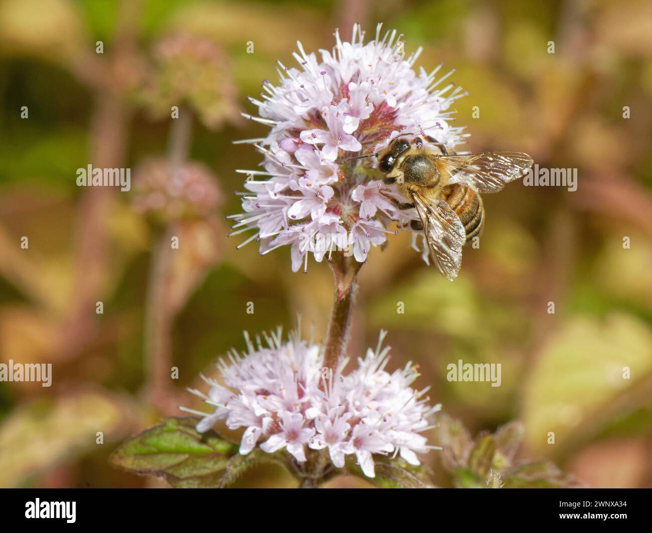 Api mellifera (Apis mellifera) nettare su una testa di fiori di menta d'acqua (Mentha aquatica) in uno stagno giardino, Wiltshire, Regno Unito, agosto. Foto Stock