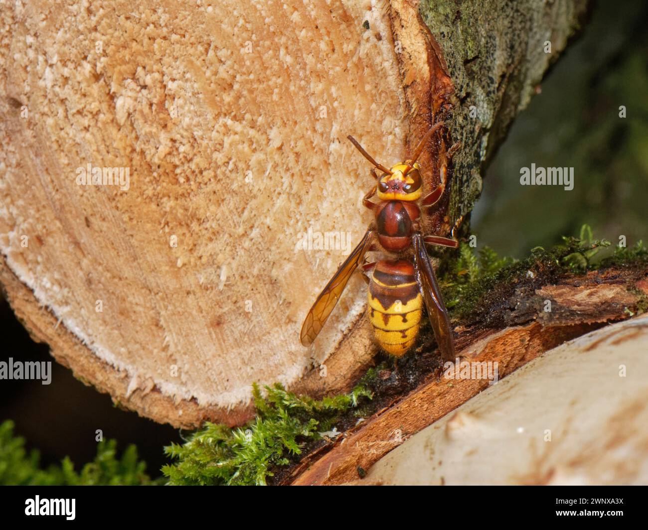 Il calabrone europeo (Vespa crabro) che si nutre di linfa zuccherino proveniente dallo strato interno di corteccia esposto nei tronchi segati forma un albero di salice recentemente caduto, Regno Unito. Foto Stock