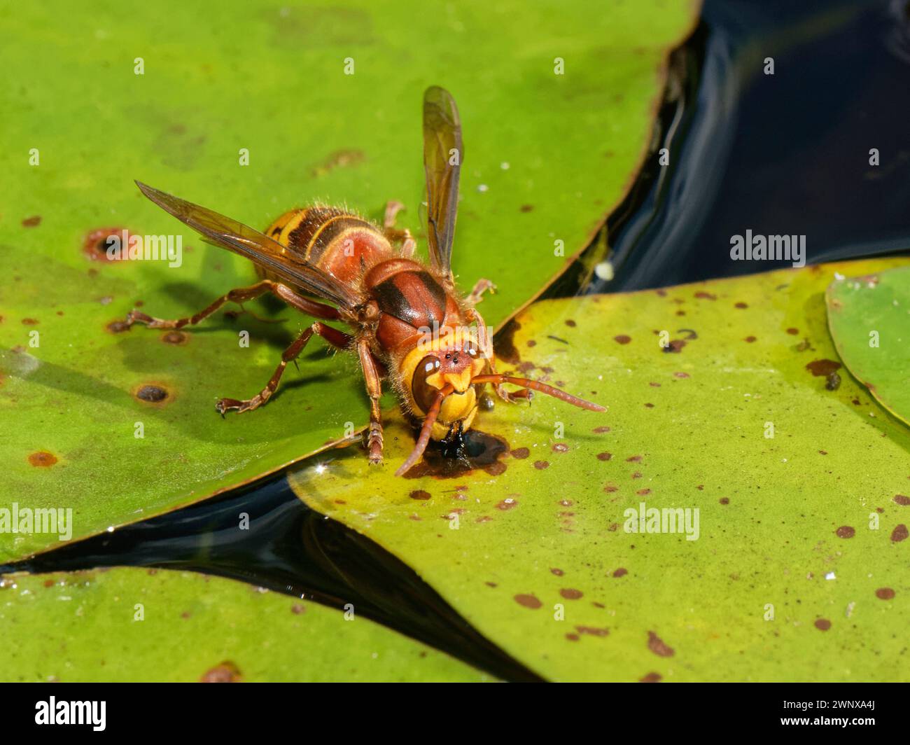 Calabrone europeo (Vespa crabro) in piedi su una foglia di ninfee per bere acqua da uno stagno di giardino, Wiltshire, Regno Unito, agosto. Foto Stock