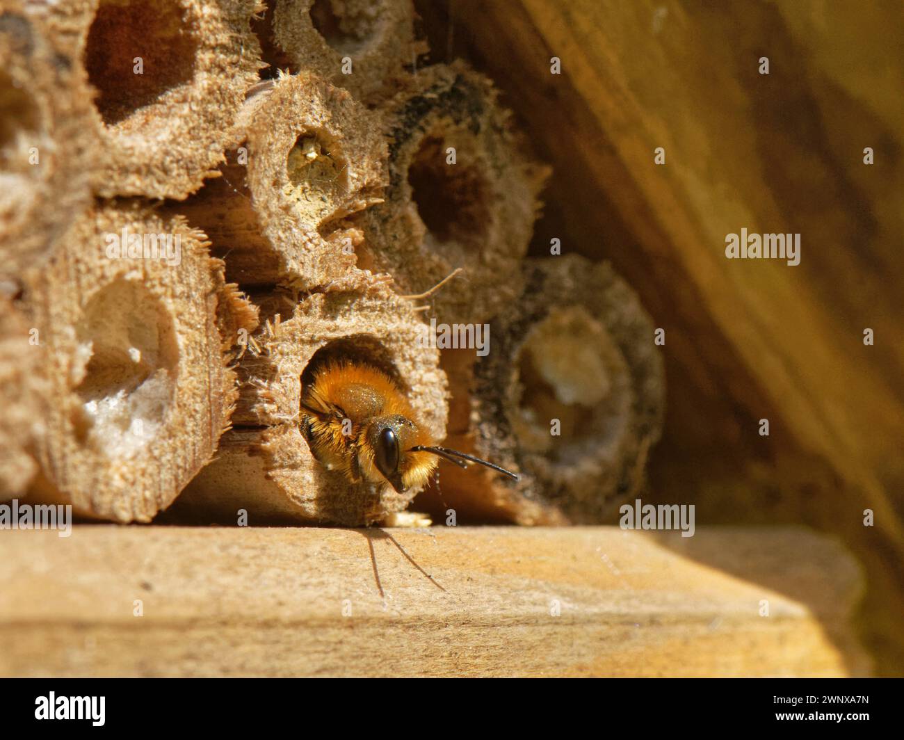 Femmina emergente mason bee (Osmia leaiana) con sfiato arancione forma il suo nido in un hotel di insetti, Wiltshire Garden, Regno Unito, maggio. Foto Stock
